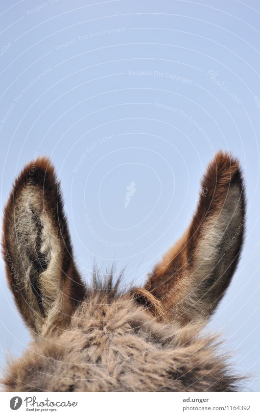 Eselsohren Tier Nutztier 1 hören kuschlig weich zerzaust Ohr gespannt neugierig Farbfoto Außenaufnahme Menschenleer Textfreiraum oben Tierporträt