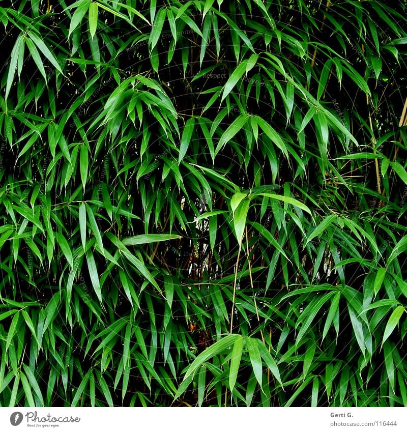 bamboo Pflanze Lebensmittel Ernährung Material Gartenkunst Naturprodukt Rohstoffe & Kraftstoffe Wachstum bewachsen grün winterfest Botanik bamboo-garden