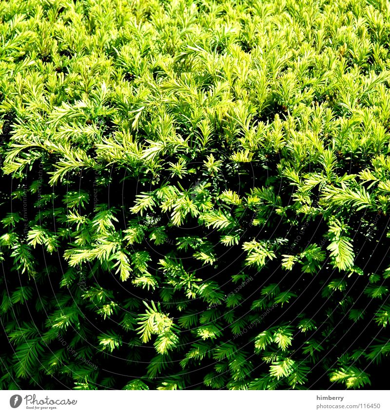 heckencase Sträucher Hecke Pflanze grün Park Frühling Natur Schatten Tannennadel