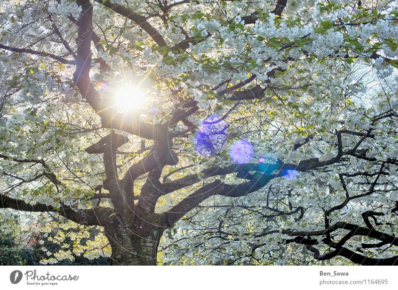 Baumblüten in der Frühlingssonne harmonisch Erholung ruhig Meditation Umwelt Natur Pflanze Blatt Blüte Blütenknospen Blütenblatt verblüht Duft fantastisch grün
