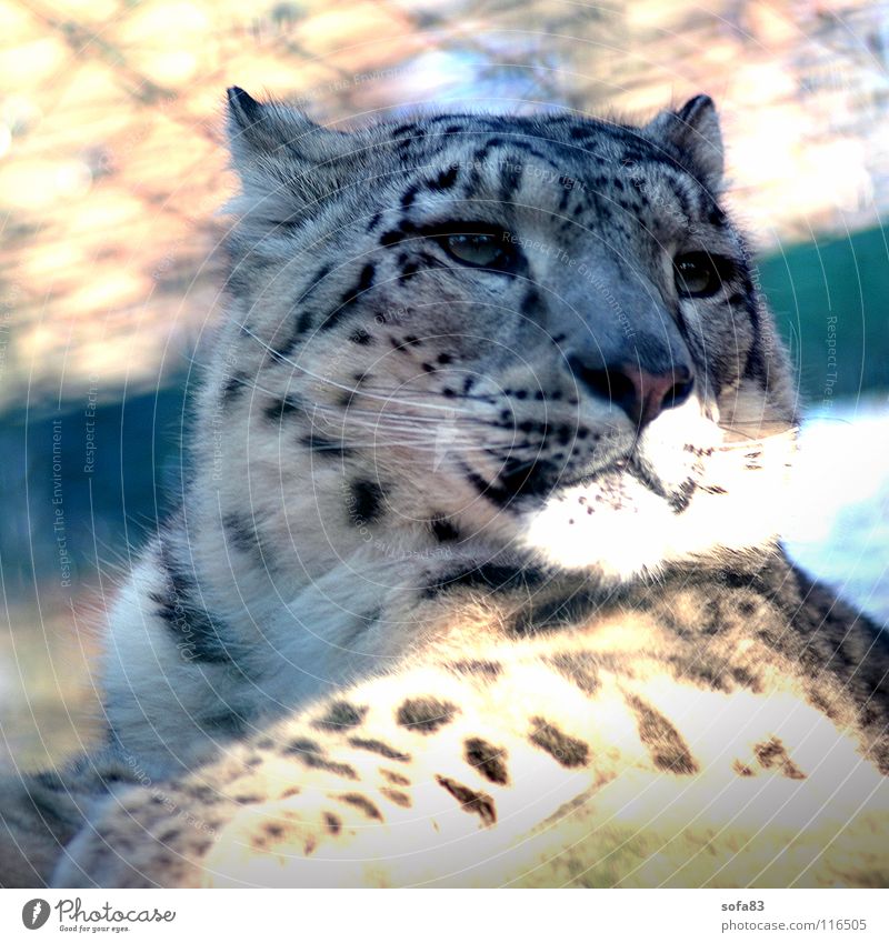 schneeleo1 Schneeleopard Leopard Katze Raubkatze Wildkatze Käfig Langeweile Tier Zoo Tiergarten Säugetier Wildtier Interesse portait portät Einsamkeit