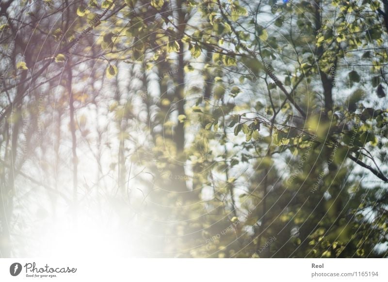 Sonnendurchflutet Umwelt Natur Sonnenlicht Frühling Sommer Schönes Wetter Pflanze Baum Sträucher Grünpflanze Wildpflanze Blatt Blattgrün Zweige u. Äste