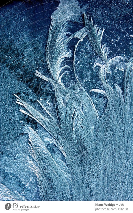 Filigrane Eisblume auf der Frantscheibe eine Autos bei strengem Frost schön Eisblumen zart Vergänglichkeit Eiskristall weiß Winter Fensterscheibe kalt edel
