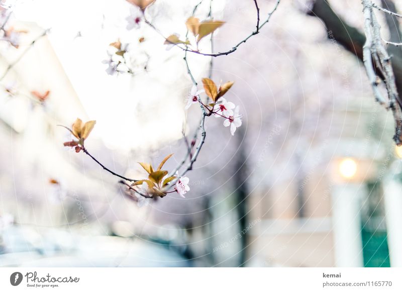 When in Rome: Blühende Straßen Umwelt Natur Landschaft Pflanze Sonnenlicht Frühling Schönes Wetter Baum Blume Blüte exotisch Zweig Wachstum außergewöhnlich
