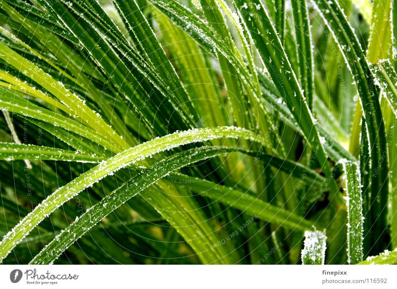 Chlorophyll auf Eis grün Halm Gras gefroren Wiese kalt Winter frieren Herbst Eiskristall Raureif Minusgrade Morgen Eisblumen Stengel Sträucher glänzend weiß