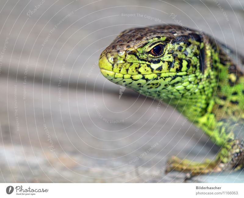 Neugierig Zauneidechse Echte Eidechsen Echsen Reptil Mähne Tier grün unbeständig Sonnenbad Nahaufnahme Fortpflanzung Horn Schuppen Tierhaut Tierporträt Auge