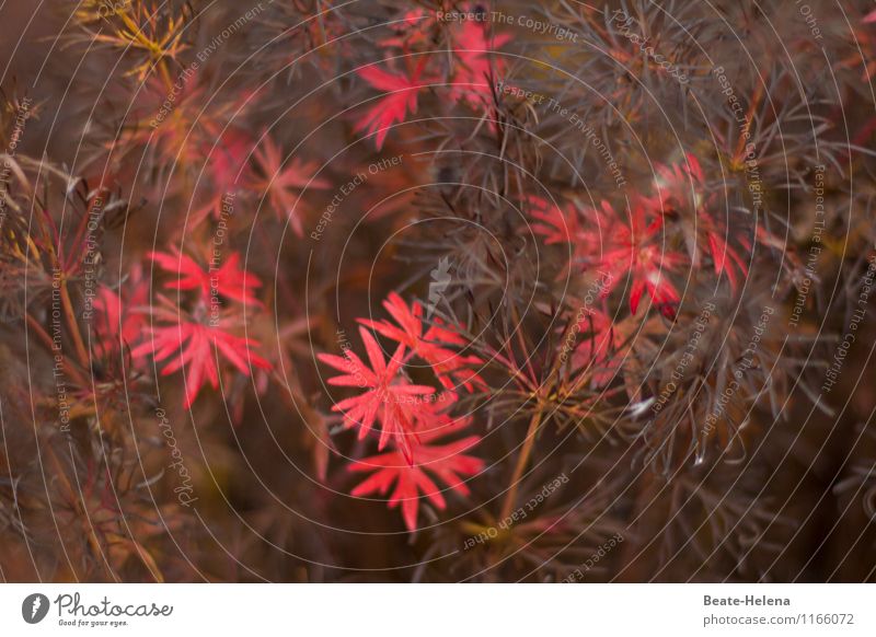 versöhnliche Farben schön Umwelt Natur Pflanze Herbst Blatt Wiese atmen Blühend entdecken leuchten ästhetisch außergewöhnlich braun rot einzigartig elegant