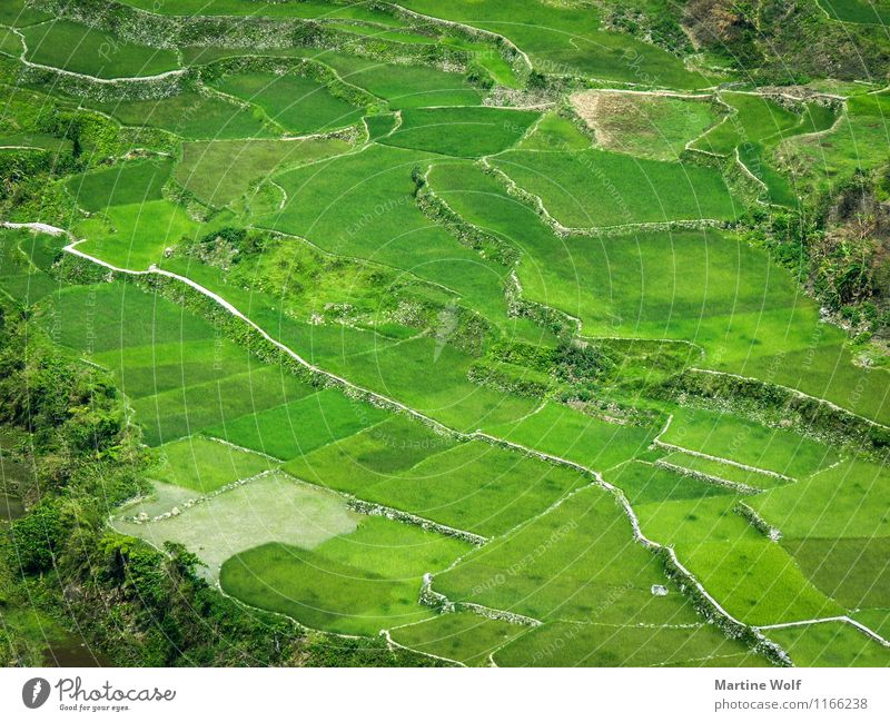 green pattern Umwelt Natur Landschaft Gras Reis Feld grün Ferien & Urlaub & Reisen Asien Luzon Philippinen Reisfeld Farbfoto Außenaufnahme Luftaufnahme