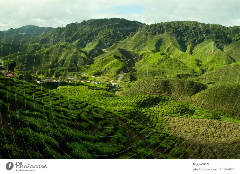 Cameron Highlands Tee Natur Landschaft Pflanze Sonnenlicht Sommer Schönes Wetter Grünpflanze Nutzpflanze Feld Urwald Hügel Wachstum grün Teepflanze Malaysia