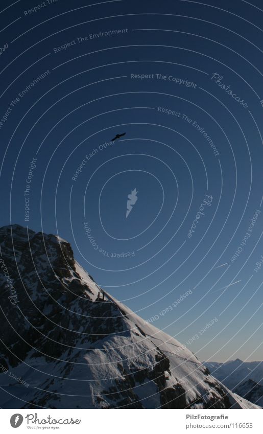 Vogelperspektive schwarz braun Gletscher Skier Winter kalt Flugzeug Gipfel Berge u. Gebirge Felsen Himmel Schnee Eis blau Aussicht Schönes Wetter fliegen