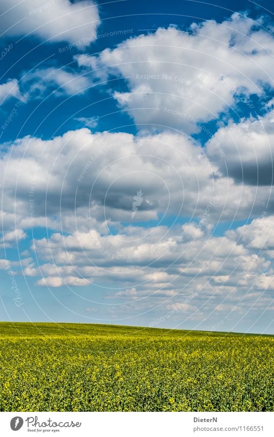 Formation Umwelt Landschaft Himmel Wolken Schönes Wetter Feld blau gelb weiß Mecklenburg-Vorpommern Raps Rapsfeld Farbfoto Außenaufnahme Menschenleer