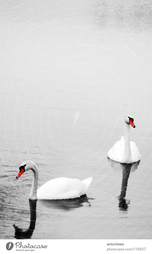 Zweisamkeit Vogel See Herbst schwarz weiß rot grau Gefühle Reflexion & Spiegelung Zuneigung Außenaufnahme Liebe ruhig Wasservogel Schatten schön Anmut Kontrast