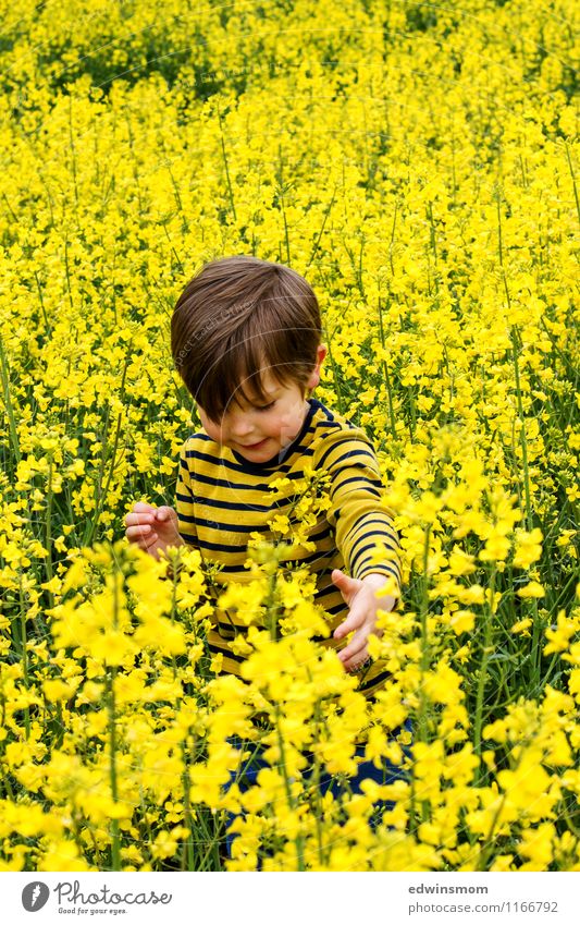 Im Rapsfeld maskulin Kind Junge Haare & Frisuren 1 Mensch 3-8 Jahre Kindheit Natur Pflanze Frühling Nutzpflanze Rapsblüte Feld berühren Blühend entdecken