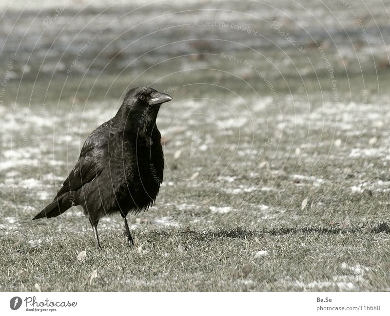 ...was entdeckt? Rabenvögel Tier Vogel Stuttgart Park schwarz Gras Außenaufnahme Porträt Deutschland Landschaft