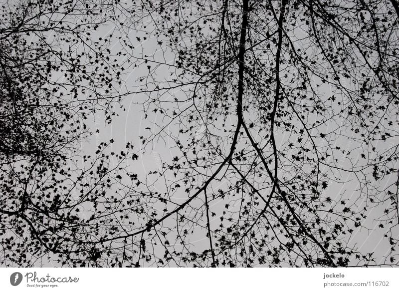 Sterntaler I Winter dunkel Nebel Herbst Laubbaum Buche Baum kalt jomam Landschaft Kontrast Ende Angst