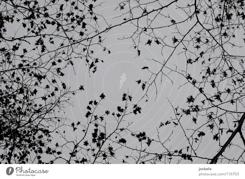 Sterntaler II Winter dunkel Nebel Herbst Laubbaum Buche Baum kalt jomam Landschaft Kontrast Ende Angst