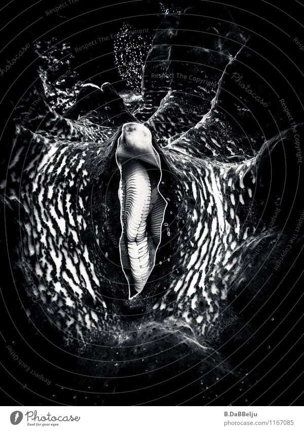 Mantel der Tridacna gigas exotisch Ferien & Urlaub & Reisen Ferne Meer tauchen Wasser Tier Muschel außergewöhnlich gigantisch ästhetisch bizarr Indonesien