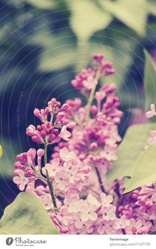 Flieder Umwelt Natur Pflanze Blatt Blüte Garten Park Duft schön Fliederbusch rosa violett Zweige u. Äste dunkelgrün hellgrün Frühlingsgefühle Frühlingstag