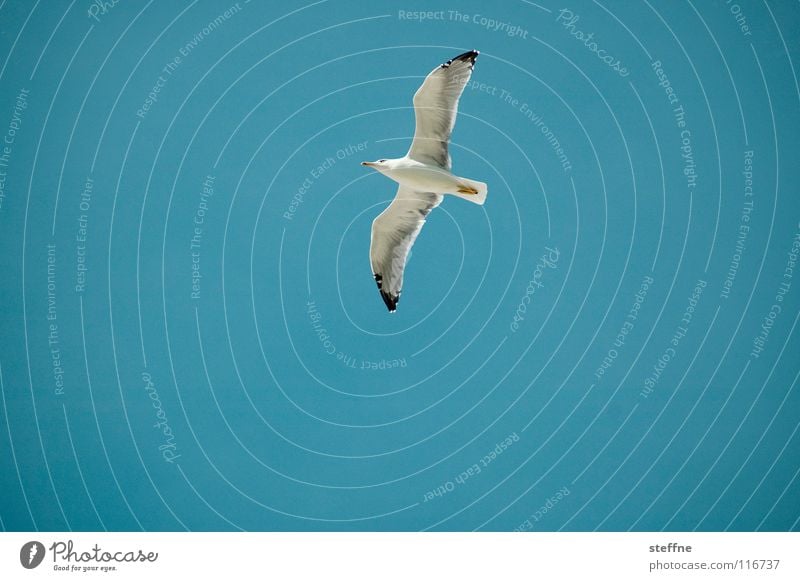 Möwe I: Die Erkundung Vogel schwarz weiß Aerodynamik Sommer Feder entdecken kreisen luftig Luft Möwenvögel Lachmöwe Meer Küste Luftverkehr gefährlich bird blau