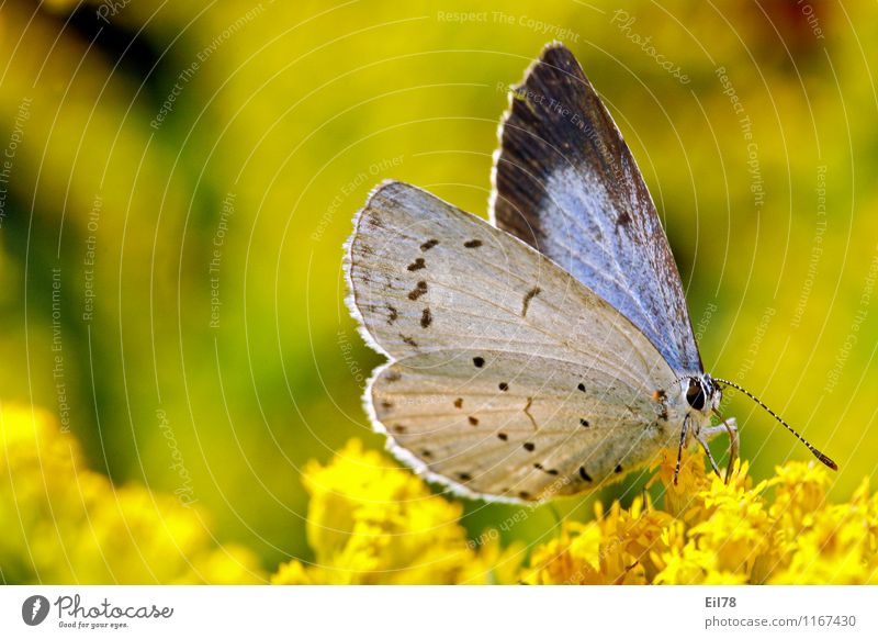 Faulbaum-Bläuling Tier Schmetterling 1 Zufriedenheit Lebensfreude Frühlingsgefühle Bläulinge Kanadische Goldrute Lycaenidea Tagfalter Farbfoto Außenaufnahme