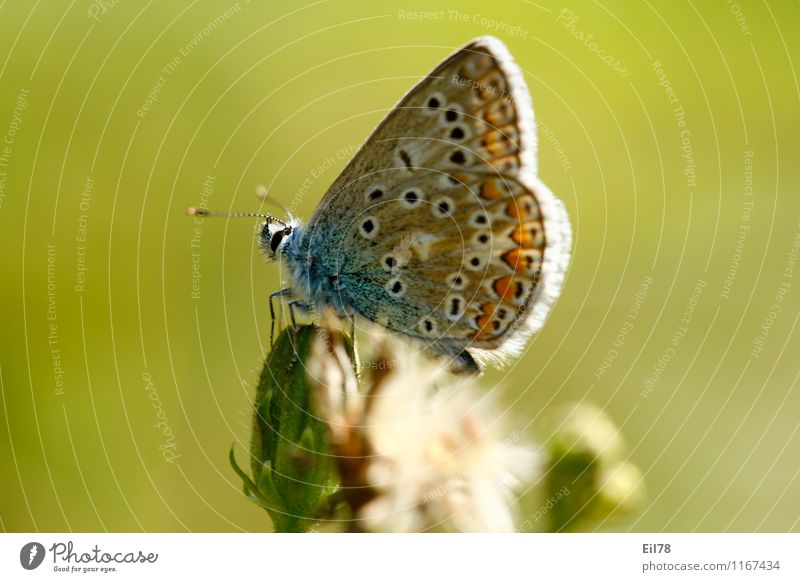 Hauhechelbläuling Schmetterling 1 Tier Freude Fröhlichkeit Lebensfreude Frühlingsgefühle seitwärts Sommer Farbfoto mehrfarbig Außenaufnahme Nahaufnahme