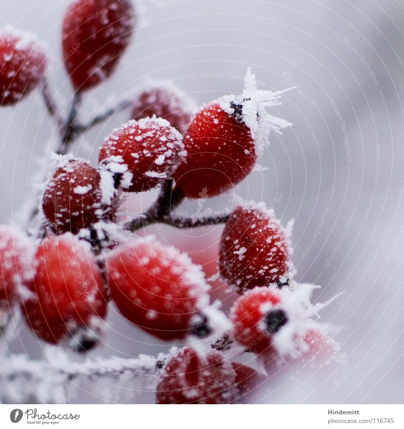Erwachsene Rosen für erwachsene Menschen Raureif kalt Herbst Winter Nebel weiß rot schwarz Strauchrose Bodendecker Unterholz verzweigt schön grau Jahr