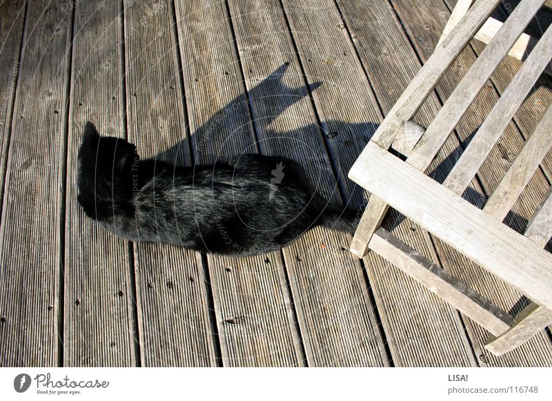 pelz auf holz Farbfoto Außenaufnahme Strukturen & Formen Schatten Silhouette Zufriedenheit ruhig Sommer Sonne Tier Terrasse Fell Katze Holz glänzend springen