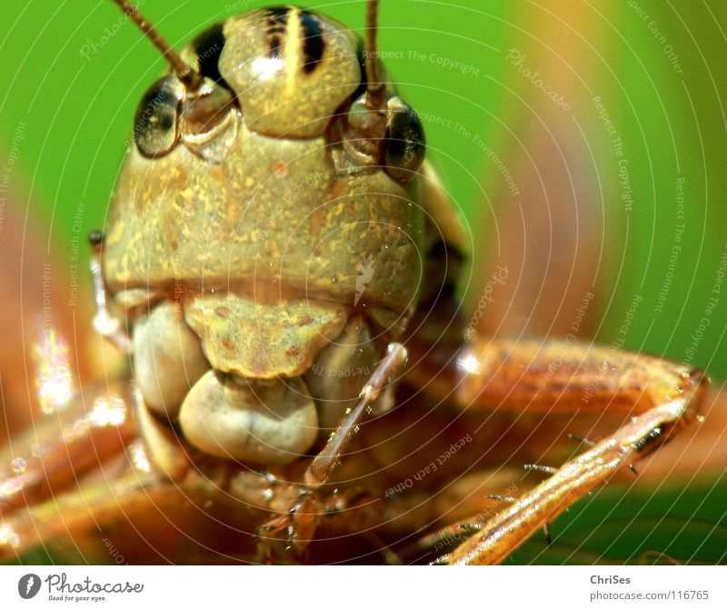 Gewöhnliche Gebirgsschrecke_01 Heuschrecke Heimchen grün braun springen Fühler Sommer Insekt Tier Lebewesen Nordwalde Makroaufnahme Nahaufnahme Knarrschrecken