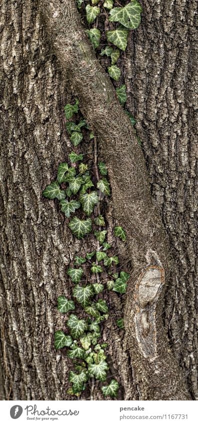 rooting Natur Pflanze Baum Efeu Zeichen entdecken hängen krabbeln Wachstum Partnerschaft Design planen Ranke Baumrinde Wurzel Kletterpflanzen