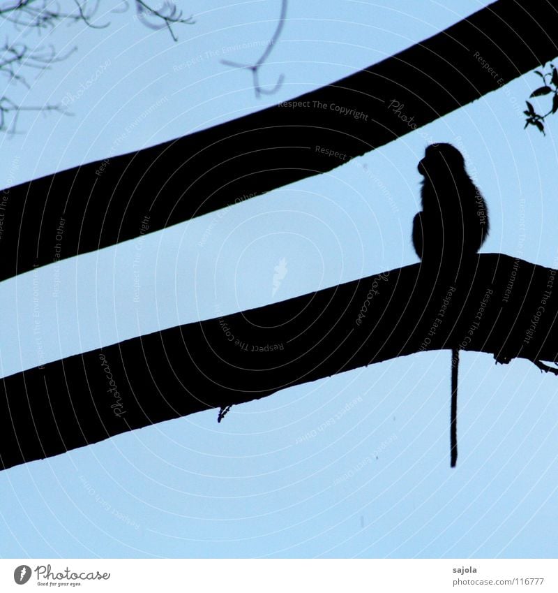longtail macaque Himmel Baum Urwald Tier Wildtier Tiergesicht Affen 1 sitzen lang blau schwarz Schwanz Maki Geäst Zweige u. Äste Borneo Säugetier Asien