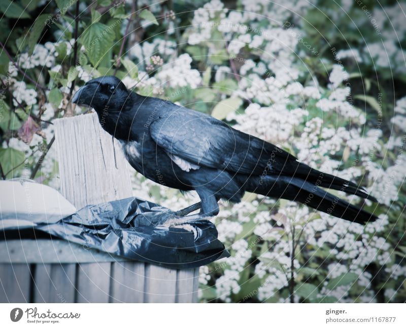 Rabenmahlzeit Tier Wildtier Vogel 1 Fressen entwenden Müllbehälter Kunststoff Rest Pflanze Blüte weiß schwarz Rabenvögel groß gefiedert Schnabel Blick entdecken