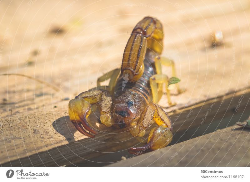 Der Skorpion Tier 1 Holz ruhig Schmerz Verteidiger kämpfen Farbfoto Detailaufnahme Makroaufnahme Menschenleer Schwache Tiefenschärfe Vogelperspektive