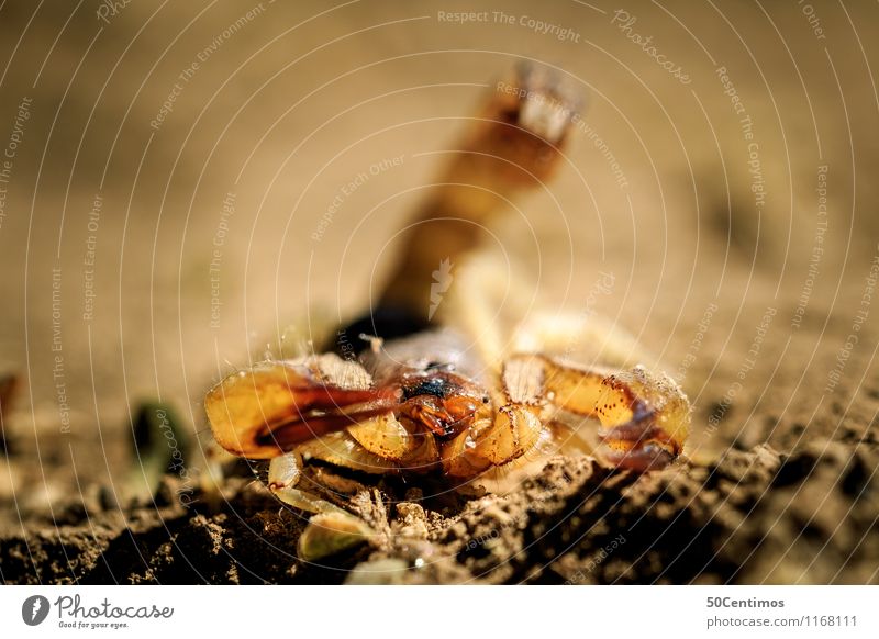 Der Skorpion in angriffsposition Wüste Wildtier 1 Tier kämpfen Tod Überleben Erde Geschwindigkeit Gift gefährlich Farbfoto Gedeckte Farben Außenaufnahme