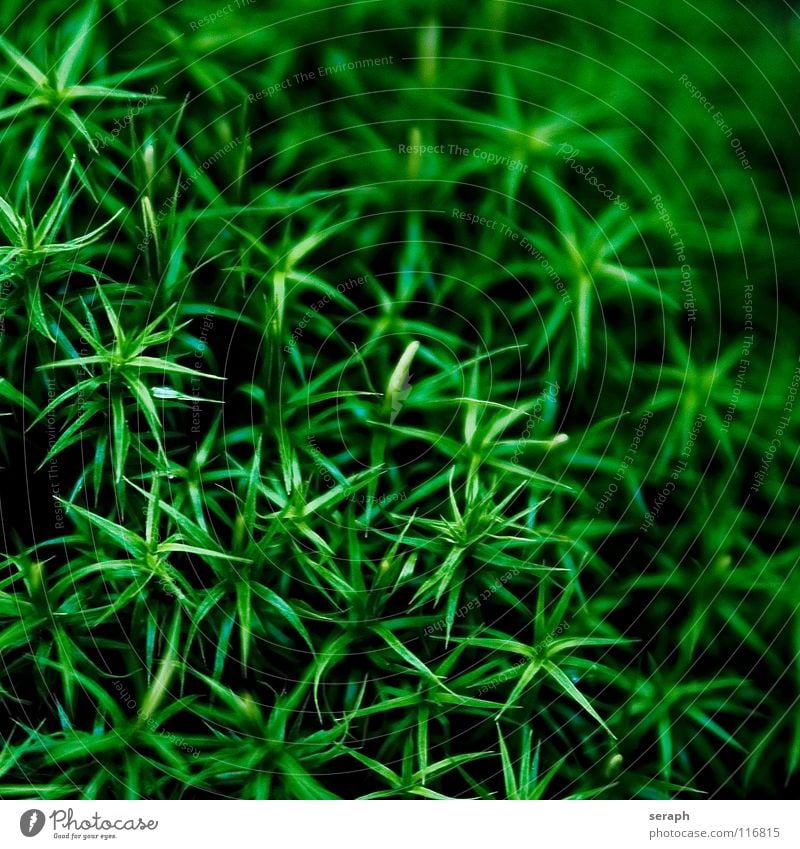 Moos Pflanze grün Hintergrundbild Laubmoos Bodendecker Sporen Symbiose Natur mikro Flechten Makroaufnahme Botanik Wachstum Strukturen & Formen Waldboden klein