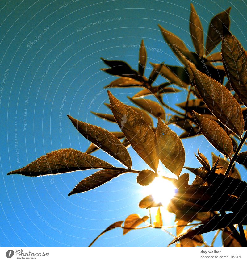 Grünzeug Blatt blenden braun Gefäße Färbung dunkel Pflanze Licht Sonnenlicht grell Beleuchtung zudecken Ast Himmel Natur blau Schatten hell