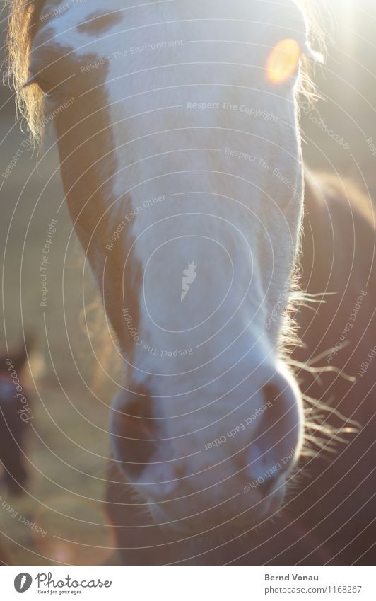 Pferd Haare & Frisuren Sonne Tier Fell Freundlichkeit nah Neugier braun Nasenloch Auge Blende Wimpern Nüstern Farbfoto Außenaufnahme Nahaufnahme Menschenleer
