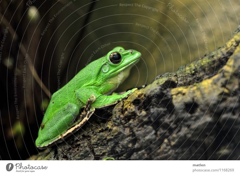 Hanglage Tier Frosch 1 Holz sitzen braun grün Blick Zweige u. Äste Farbfoto Menschenleer Textfreiraum oben Tag Porträt Tierporträt Ganzkörperaufnahme