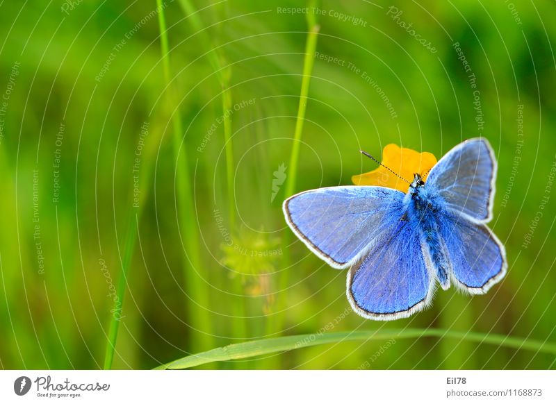 Hauhechelbläuling Tier Schmetterling 1 Glück Fröhlichkeit Lebensfreude Frühlingsgefühle blau Tagfalter Farbfoto mehrfarbig Nahaufnahme Detailaufnahme
