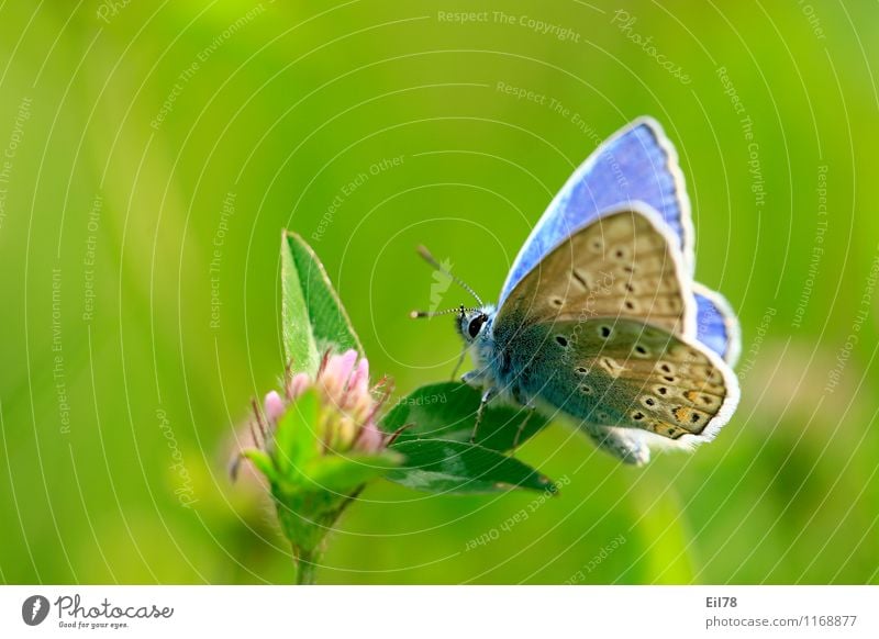 Hauhechelbläuling Tier Schmetterling 1 Frühlingsgefühle seitwärts blau Blüte Klee Nektar Fressen Tagfalter Farbfoto mehrfarbig Außenaufnahme Makroaufnahme