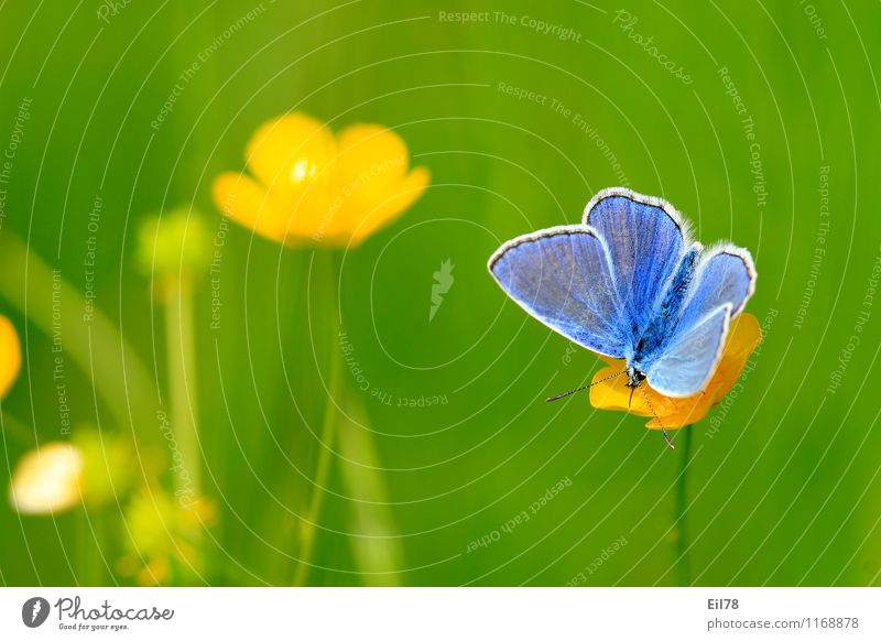 Hauhechelbläuling Tier Schmetterling 1 Frühlingsgefühle blau "tagfalter," Blauer Schmetterling Farbfoto Außenaufnahme Makroaufnahme Textfreiraum links Tag Licht