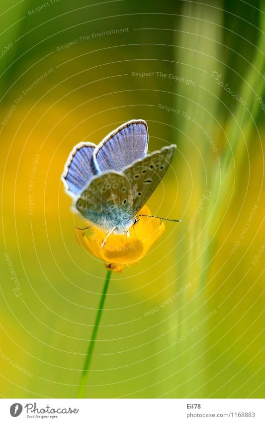 Hauhechelbläuling Tier Schmetterling 1 Gefühle Stimmung Freude Zufriedenheit Lebensfreude Frühlingsgefühle Farbfoto Außenaufnahme Nahaufnahme Makroaufnahme Tag