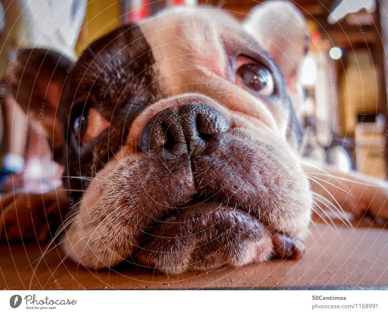 Bulldogge - What a day Reichtum schön Häusliches Leben Küche Tier Hund 1 genießen hören liegen Blick schlafen träumen warten Gelassenheit ruhig Erholung