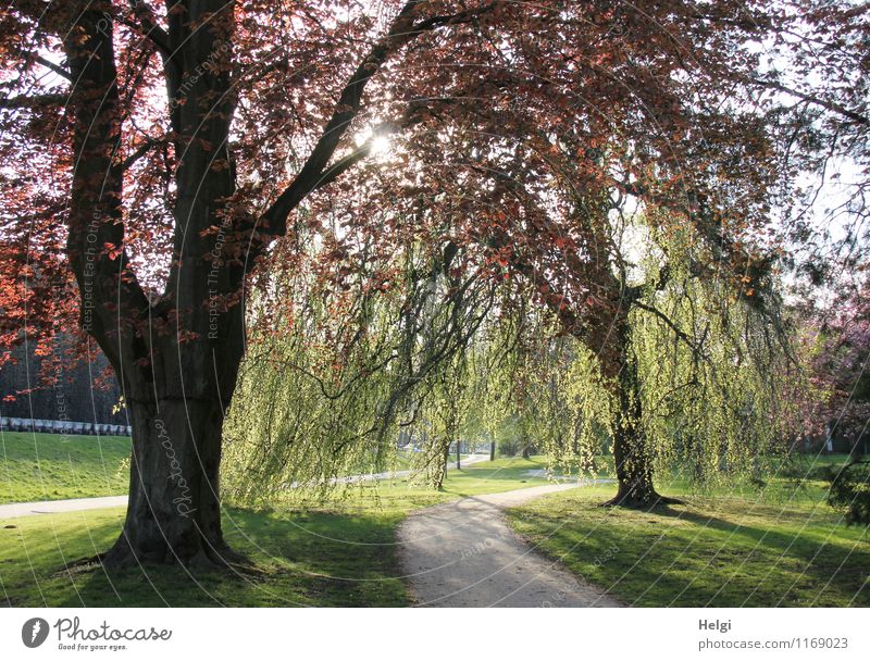 1100 | Abendsonne im Park... Umwelt Natur Landschaft Pflanze Frühling Schönes Wetter Baum Gras Buche leuchten stehen Wachstum ästhetisch frisch schön natürlich