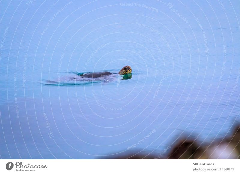 Die Schildkröte Meer Tier Wildtier Wasserschildkröte Schwimmen & Baden Blick Ecuador Galapagosinseln Wasseroberfläche Farbfoto Gedeckte Farben Außenaufnahme