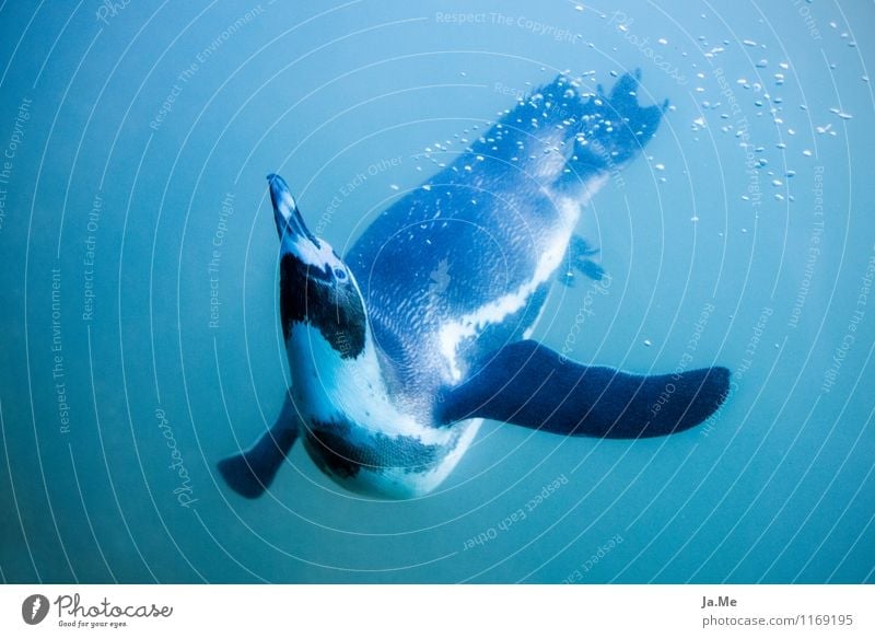 Unterwasserballet Umwelt Natur Tier Wasser Wildtier Vogel Tiergesicht Pinguin 1 Schwimmen & Baden Tanzen tauchen Geschwindigkeit blau Neugier