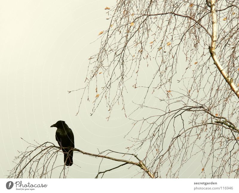 piepmatz. Krähe Rabenvögel Vogel Baum Blatt laublos Winter Herbst hocken hockend Raum schlechtes Wetter Wolken ruhig Erholung Trauer Langeweile Pause gefährlich
