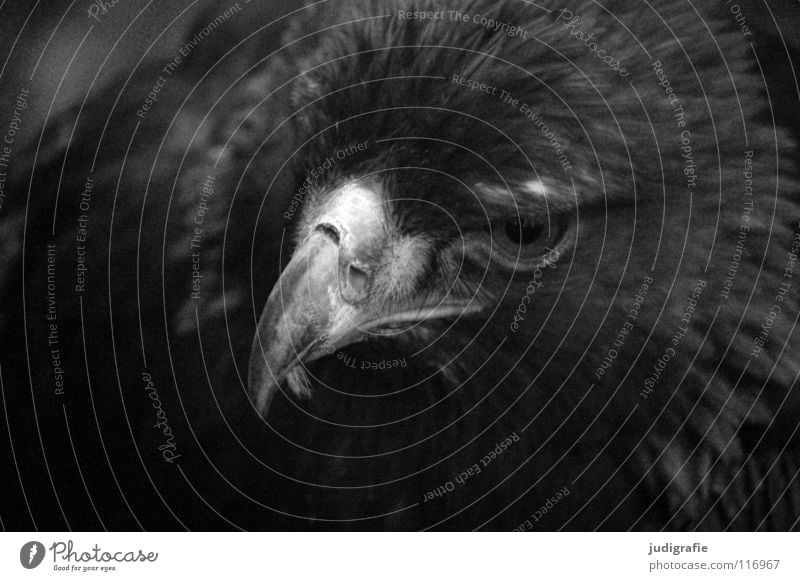 Adler Vogel Greifvogel Schnabel Feder Ornithologie Tier schön schwarz weiß Schwarzweißfoto steppenadler Stolz Blick