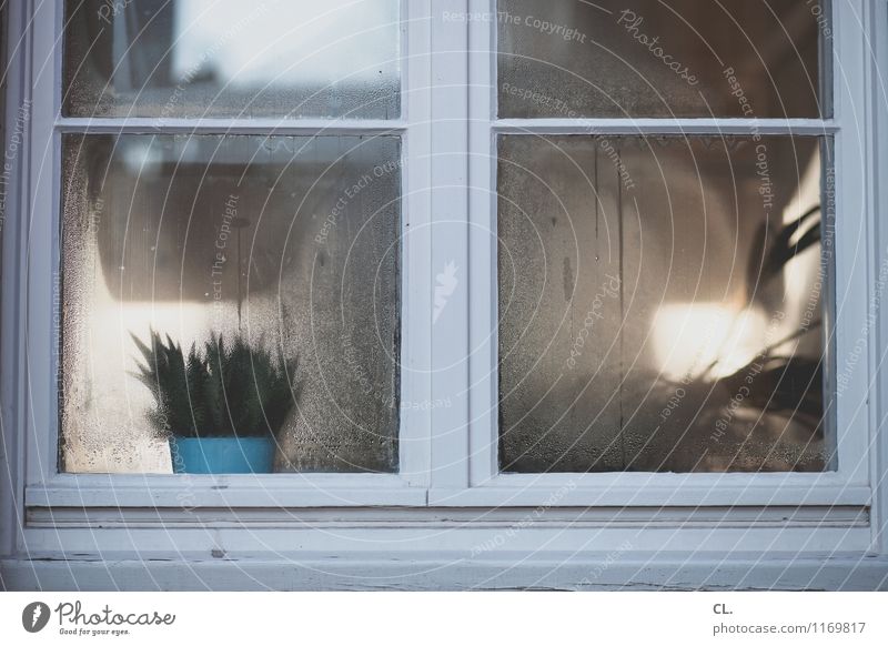 die zauberhafte welt der anderen Häusliches Leben Wohnung Dekoration & Verzierung Raum Klima Wetter Schönes Wetter Pflanze Topfpflanze Haus Fenster Holzfenster