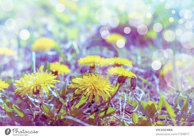 Löwenzahn in Morgenlicht Lifestyle Stil Design Sommer Garten Umwelt Natur Pflanze Sonnenlicht Frühling Schönes Wetter Blume Blüte Park Wiese retro gelb