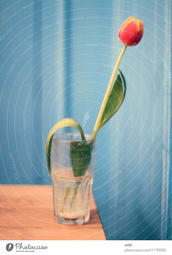 Kneipenschönheit Häusliches Leben Wohnung Dekoration & Verzierung Raum Nachtleben Restaurant Bar Cocktailbar ausgehen Pflanze Tulpe Holz Glas blau rot Blume
